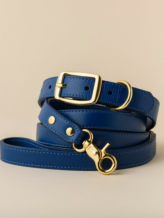 lápiz Violín ensayo Designer Leather Royal Blue Dog Collars - Shop Online With BOco