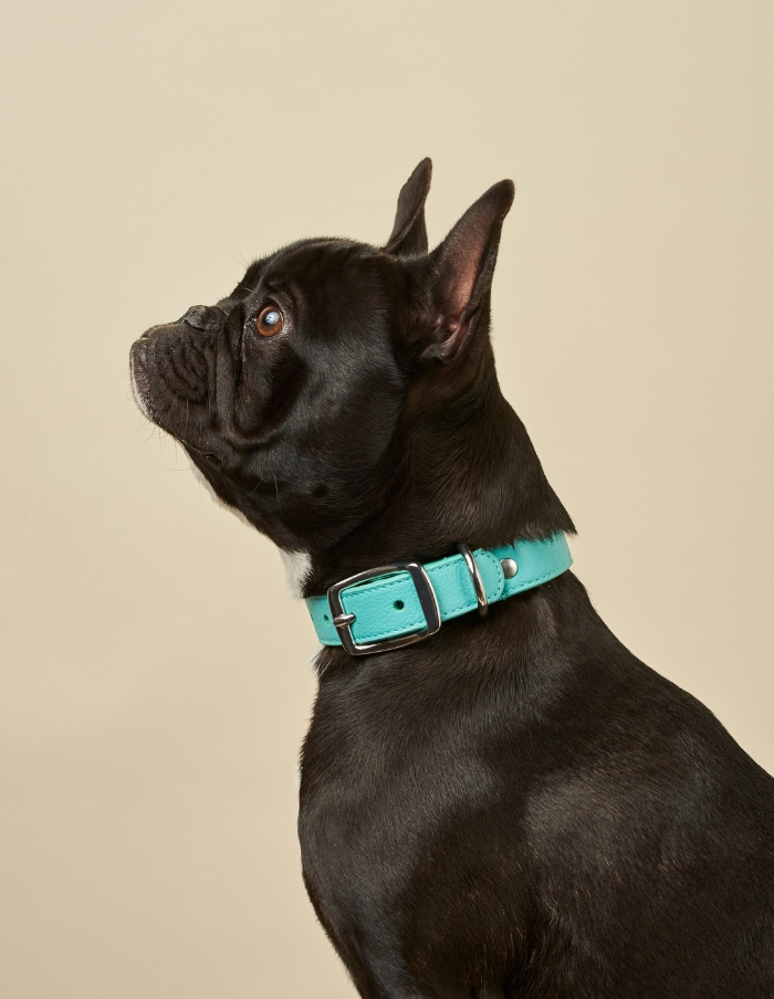 Designer Leather Blue Dog Collars Australia - Shop Online With BOco